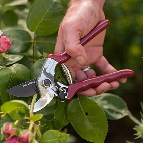 Kent And Stowe Professional Anvil Secateurs
